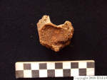 L_V20d5064 A16q75.1 R827 lR ta vertebra superior view.JPG L_V20d5064 A16q75.1 R827 lR ta vertebra superior view